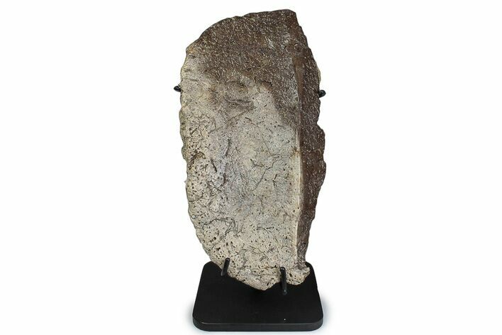 Ankylosaur (Zuul) Osteoderm with Stand - Judith River Formation #382550